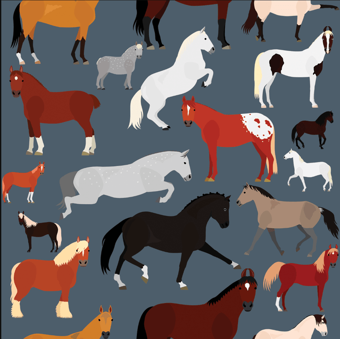 Breeds of the World Pair & A Spare Socks
