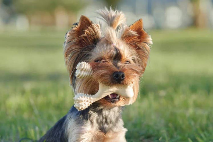 BetterBone Medium Beef Dog Chew Toy for Dogs – Durable and Engaging Chew Toy - Dog.Dog.Cat.