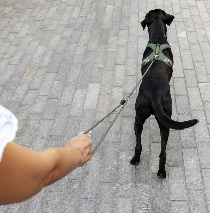 Curli Vario Comfort Leash Because some situations just require scalability - Dog.Dog.Cat.