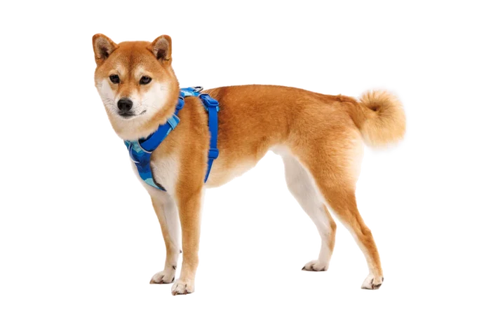 Ruffwear Front Range® Dog Harness padded, everyday adventure - Dog.Dog.Cat.