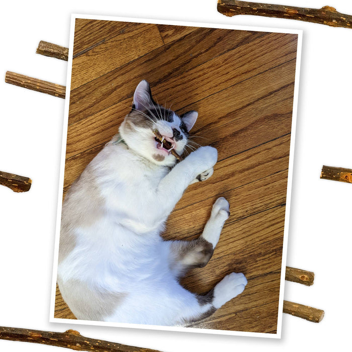 Meowijuana Silvervine Stick 6 pack - Dog.Dog.Cat.
