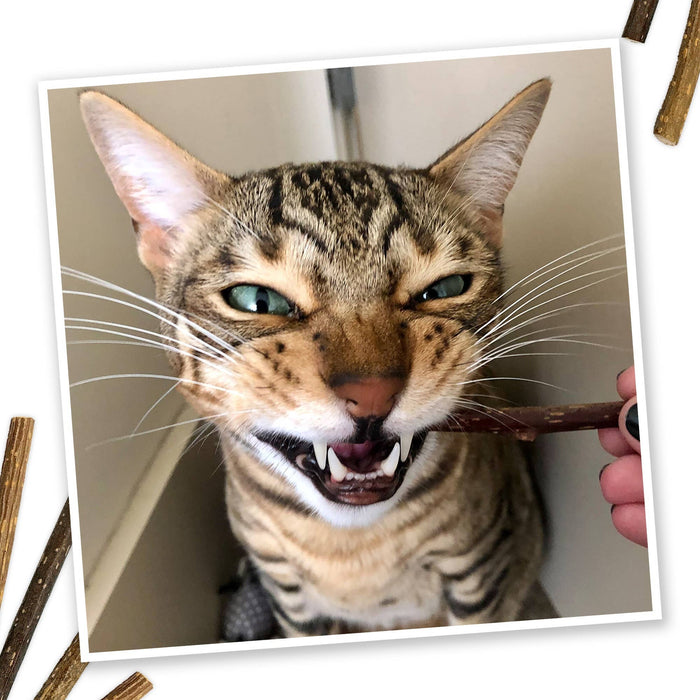 Meowijuana Silvervine Stick 6 pack - Dog.Dog.Cat.
