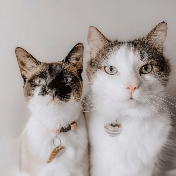 Ramen Pet ID Tag - Dog.Dog.Cat.