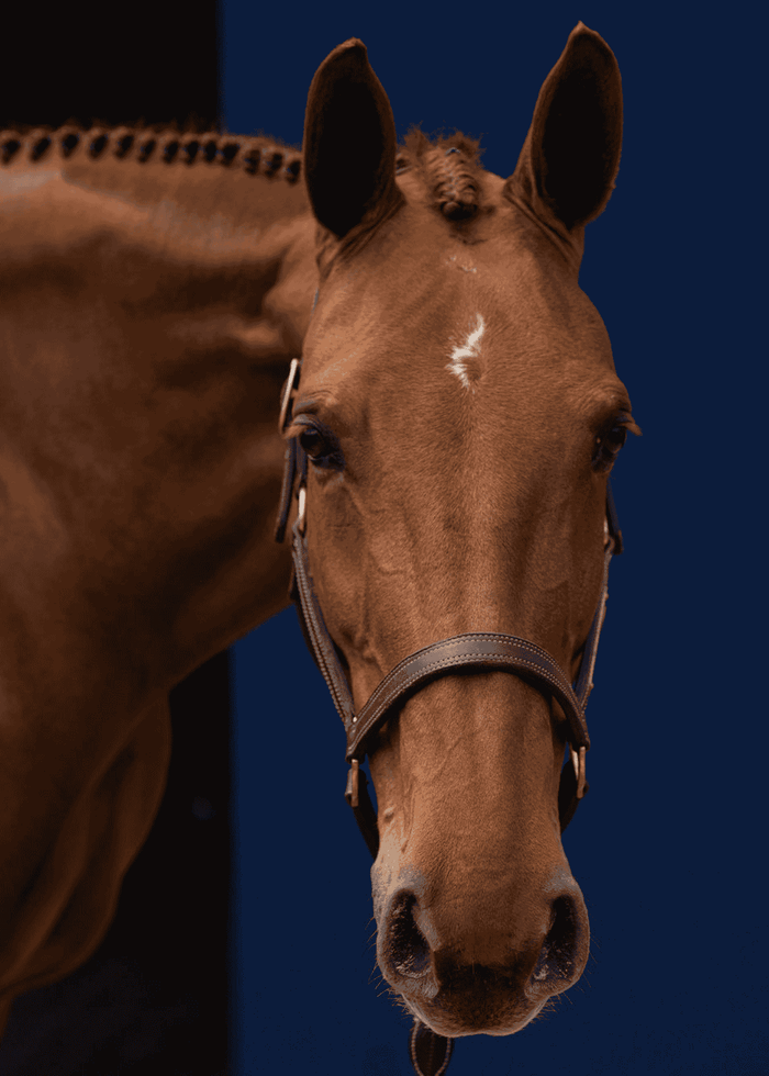 The In Gate New Standard™ Leather Halter